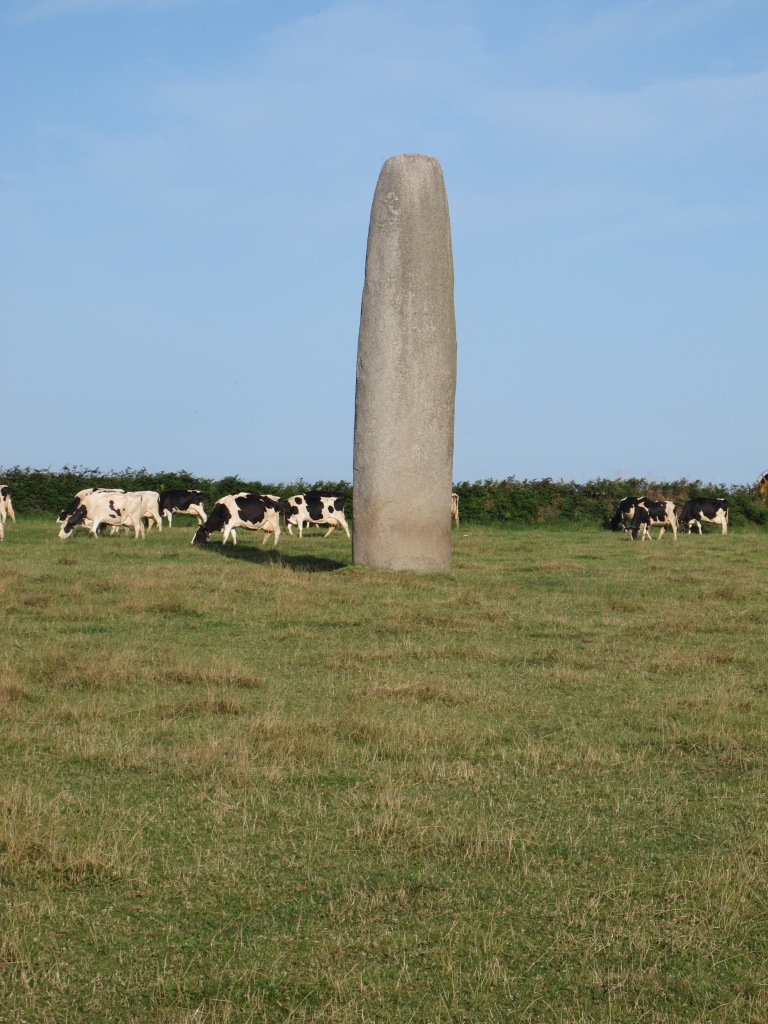 Menhir  (Monolith) in der Bretagne (Frankreich), inmitten von Kühen.