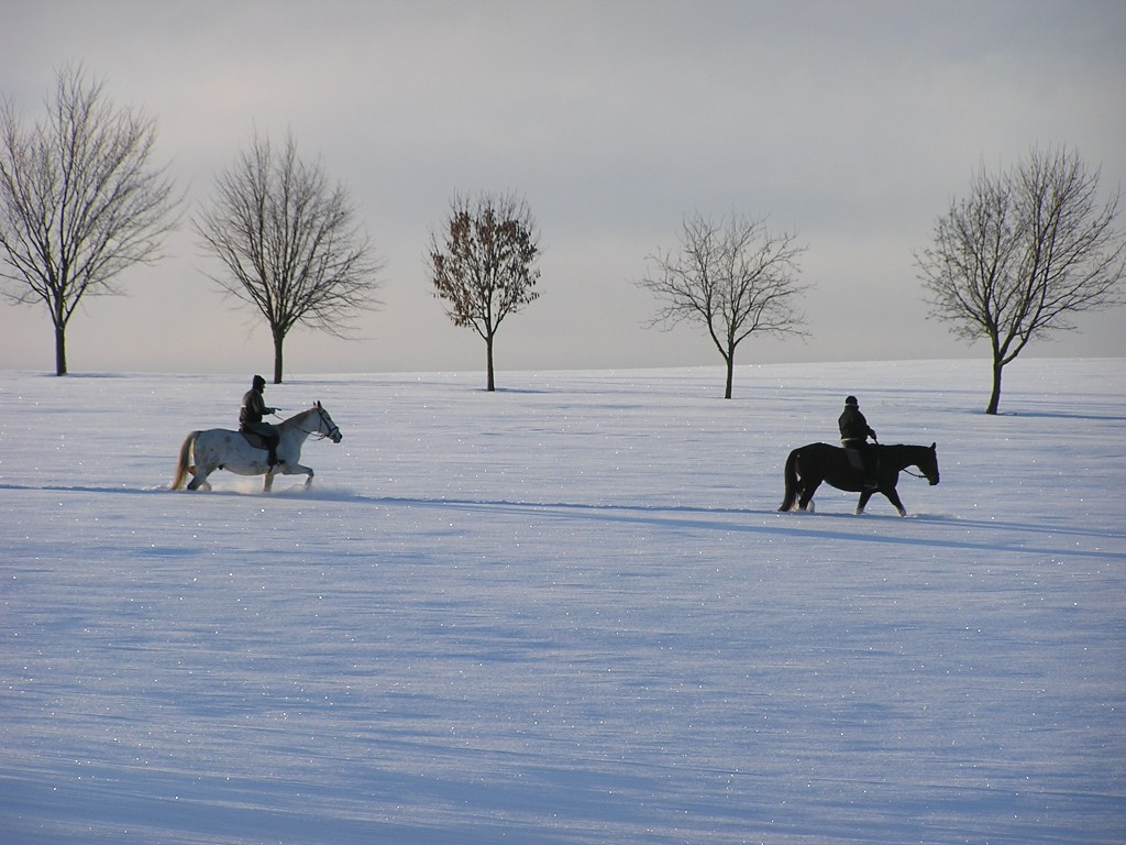 Ein Ausflug mit den Pferden durch den Tiefschnee, irgendwo im Erzgebirge (von Ronny Errmann)