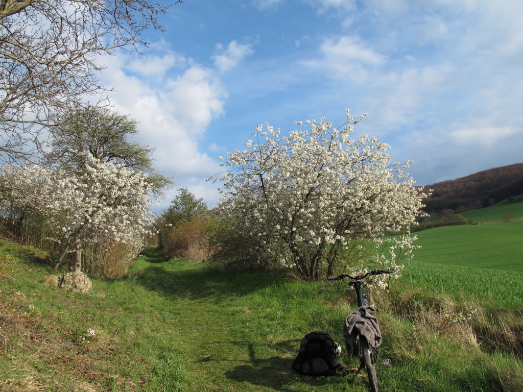 Frühling im Thüringer Becken: weiße Blüten inmitten von Grün und mein Fahrrad